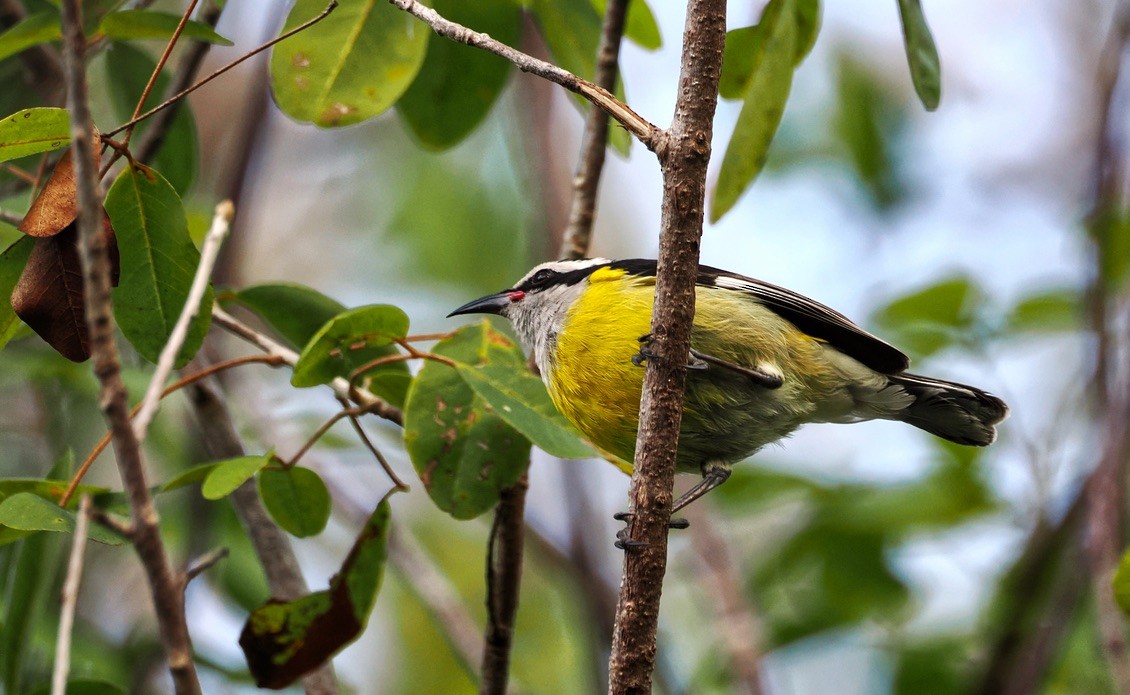 Bananaquit - Tonja Wight