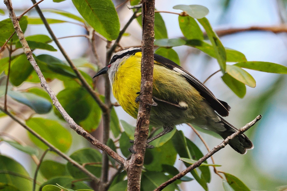 Bananaquit - ML534627321