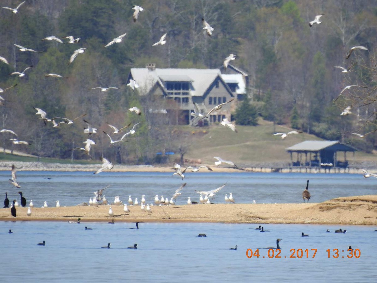 Ring-billed Gull - ML53462771