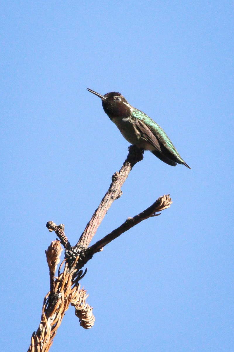 Anna's Hummingbird - ML534629091