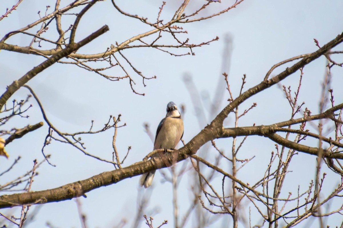 Blue Jay - ML534629191