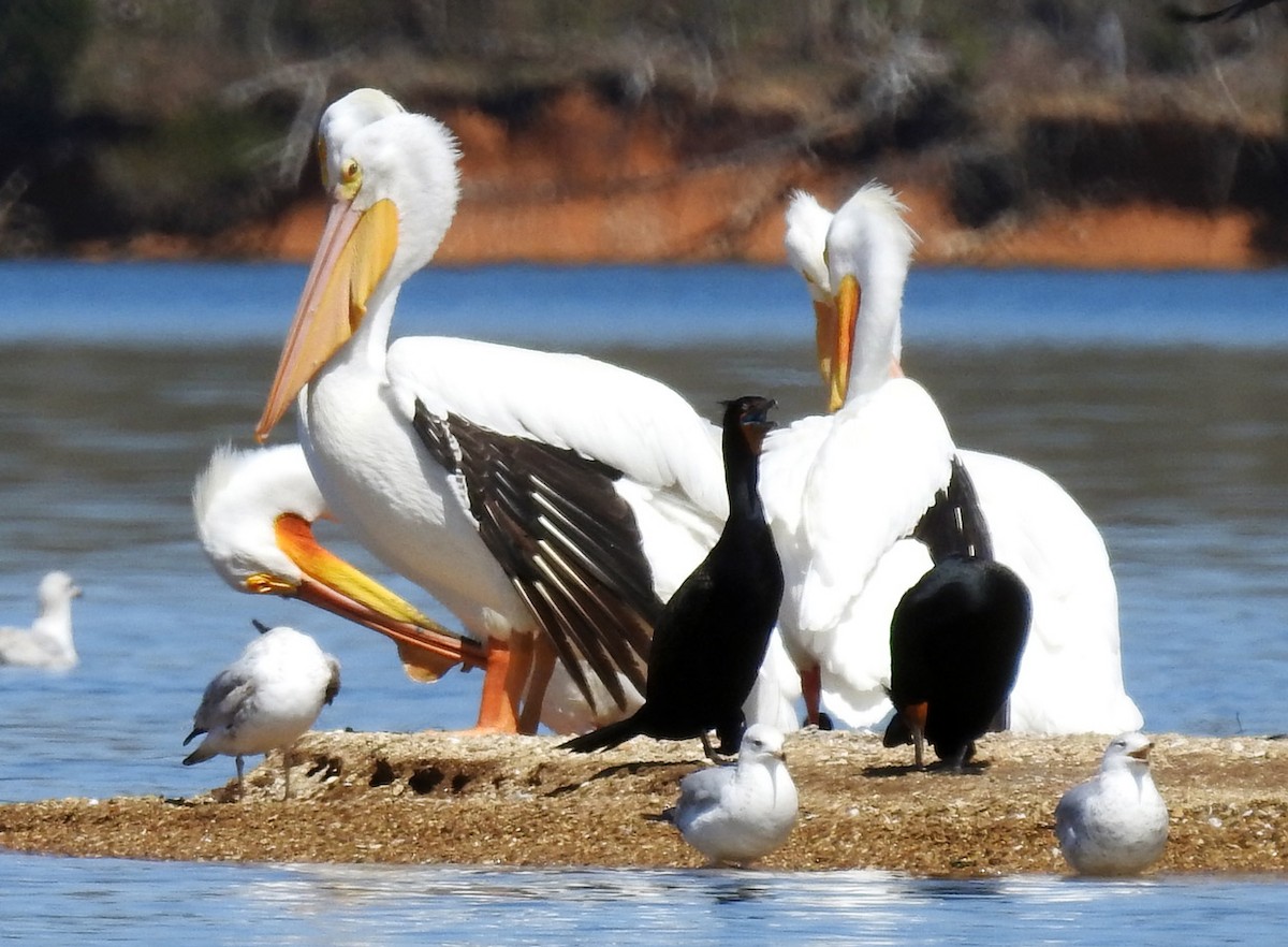 American White Pelican - Jordan Rolen