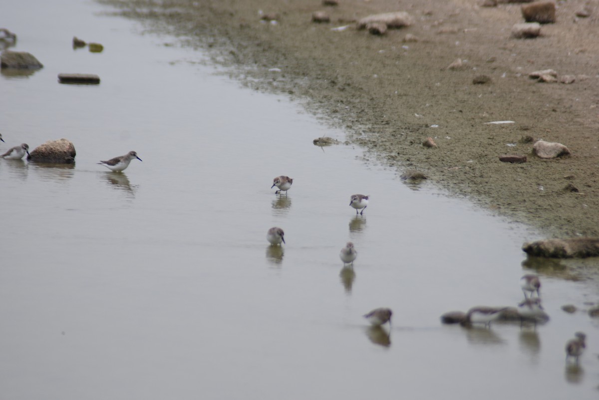 Semipalmated Sandpiper - ML534629901