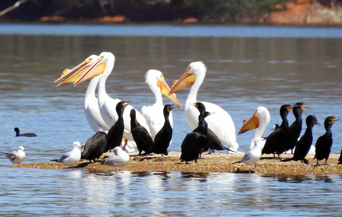 American White Pelican - ML53462991