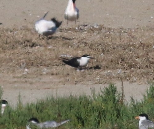 Bridled Tern - ML53463041