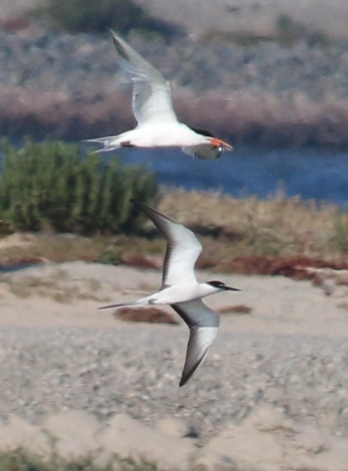 Bridled Tern - ML53463051