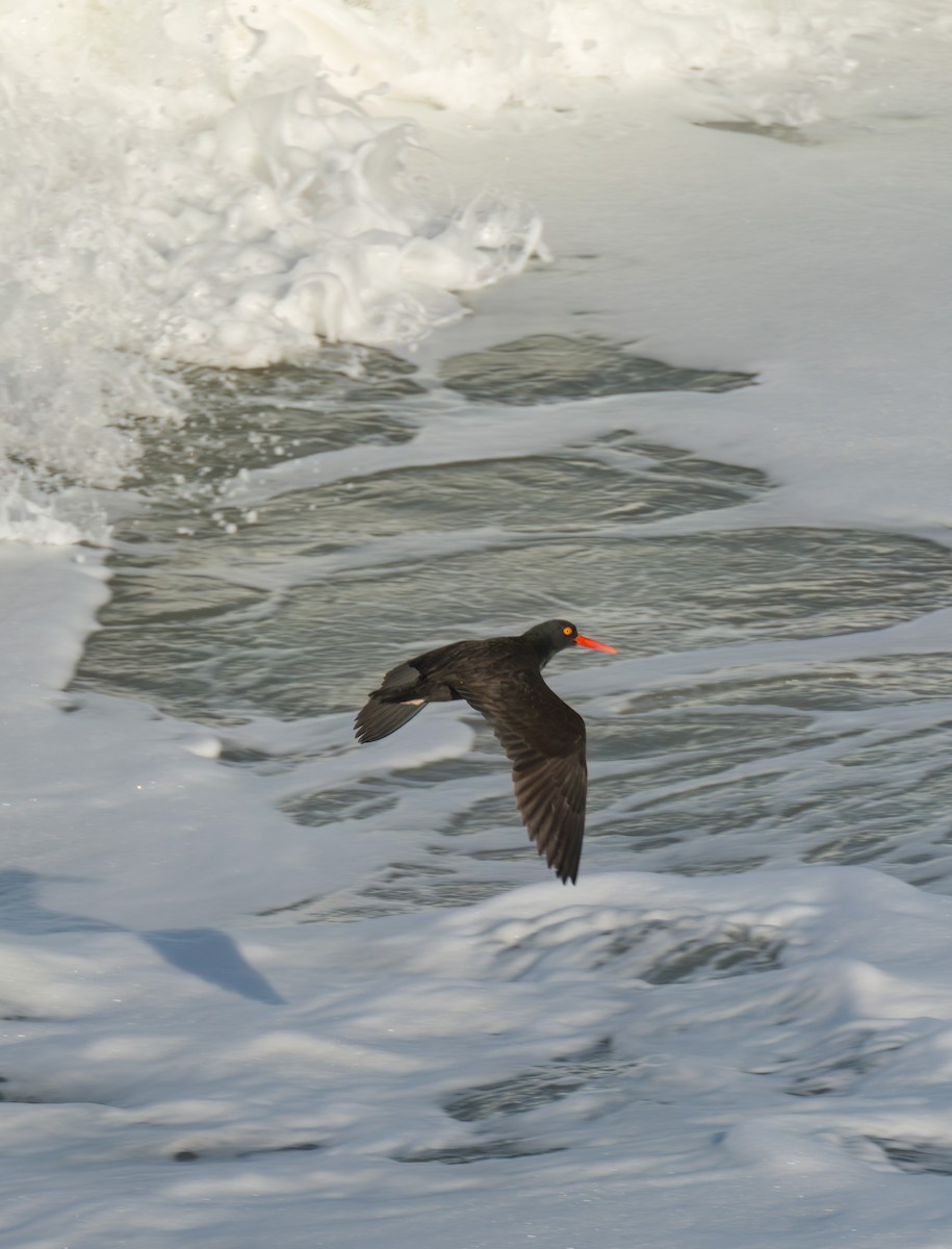 Black Oystercatcher - ML534630631