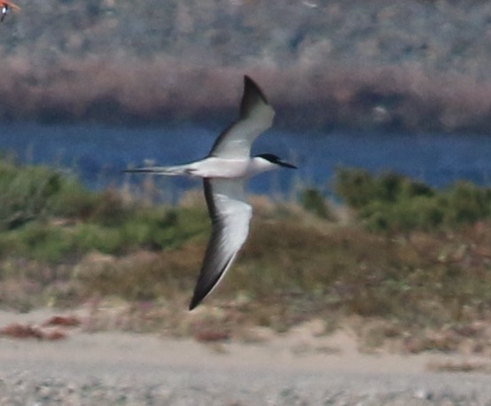 Bridled Tern - ML53463071