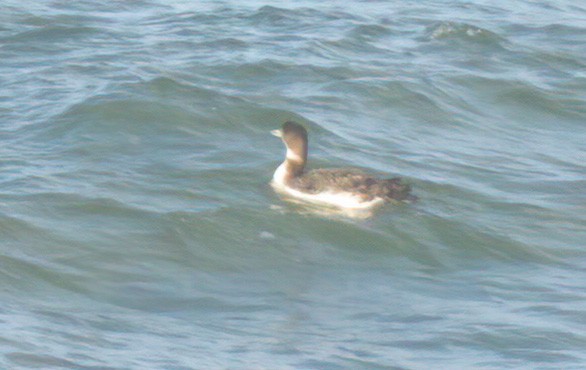 Common Loon - ML534630751
