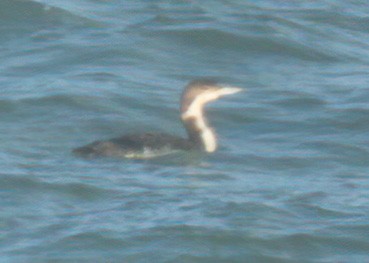 Common Loon - ML534630761