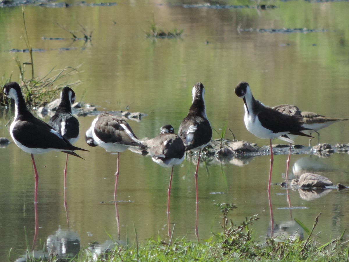 Black-necked Stilt - ML534631051