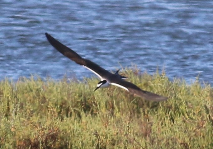 Bridled Tern - Tom Benson