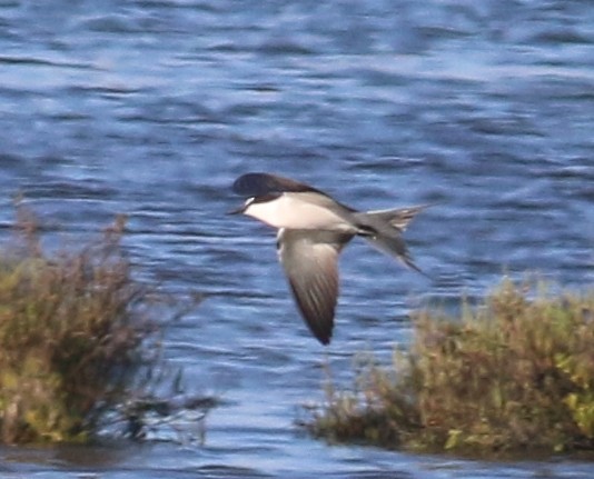 Bridled Tern - ML53463141