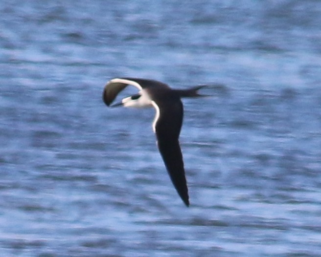 Bridled Tern - ML53463151