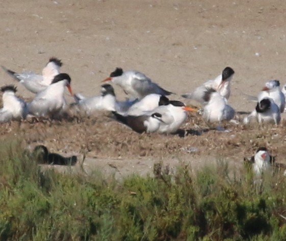 Bridled Tern - ML53463161