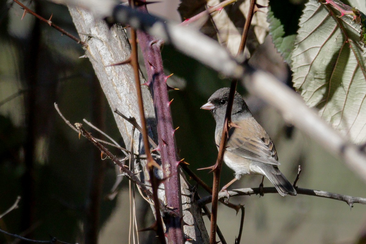 Dark-eyed Junco - ML534631621