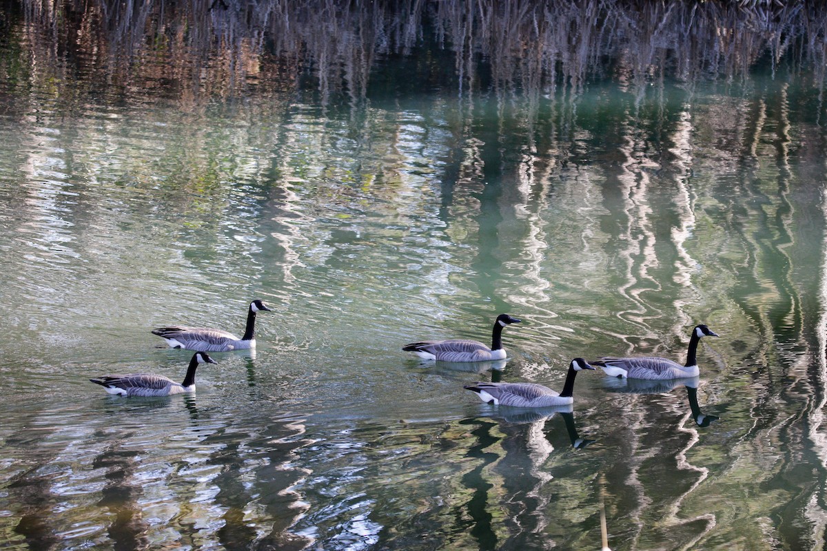 Canada Goose - ML534631931