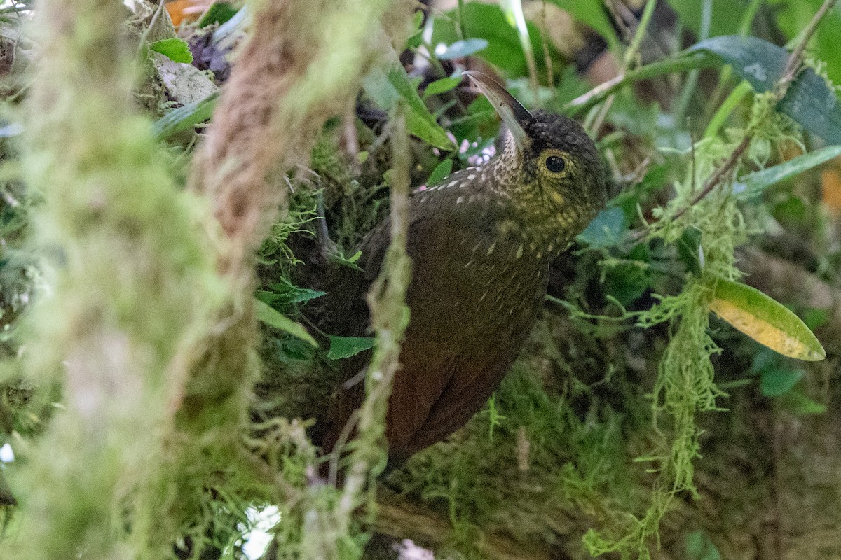 Spotted Woodcreeper - Anthony Batista