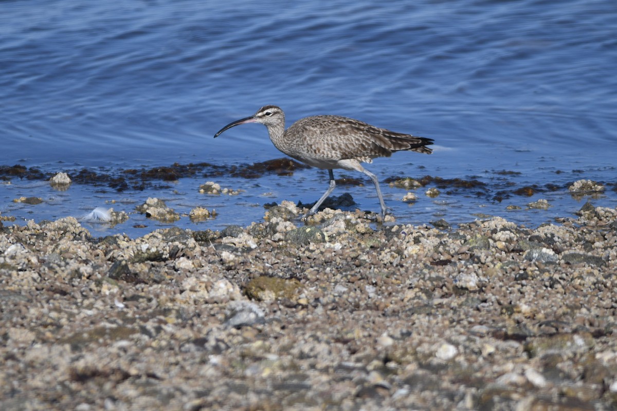 Regenbrachvogel - ML534632311