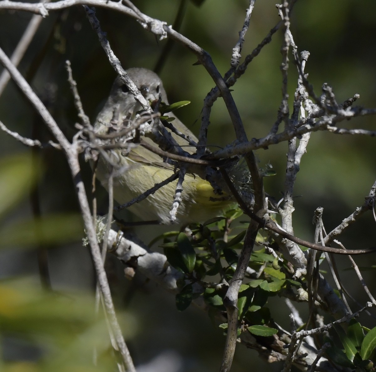 Orange-crowned Warbler - Kristen Cart