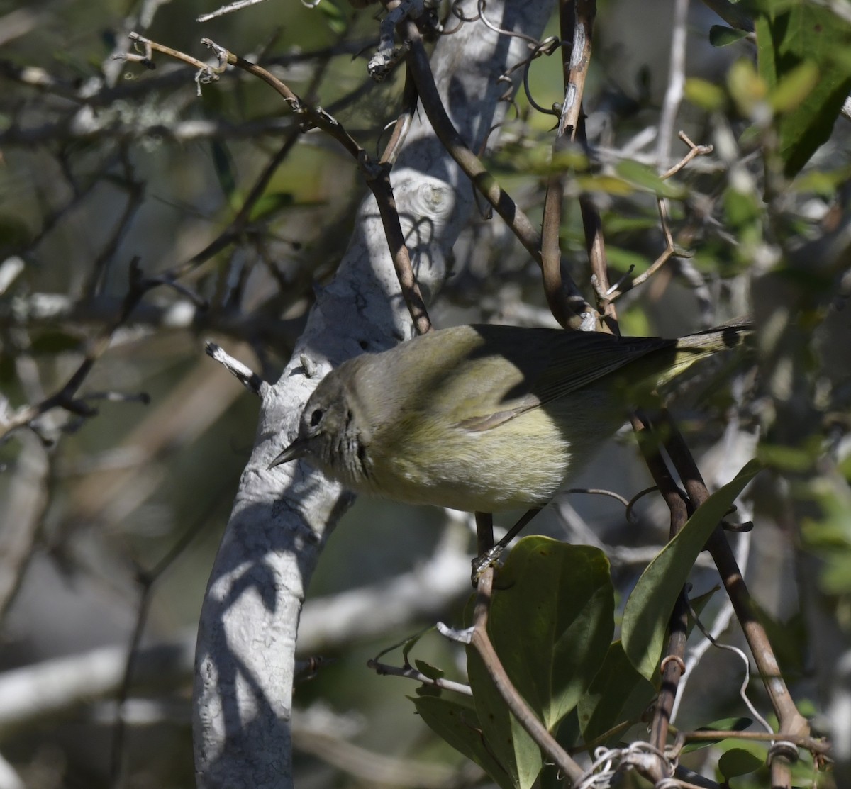 Orange-crowned Warbler - ML534632531