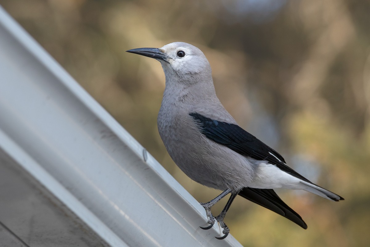 Clark's Nutcracker - ML534633421