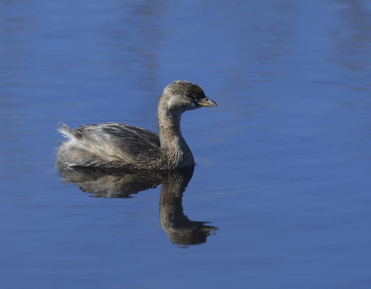 Pied-billed Grebe - ML534633801