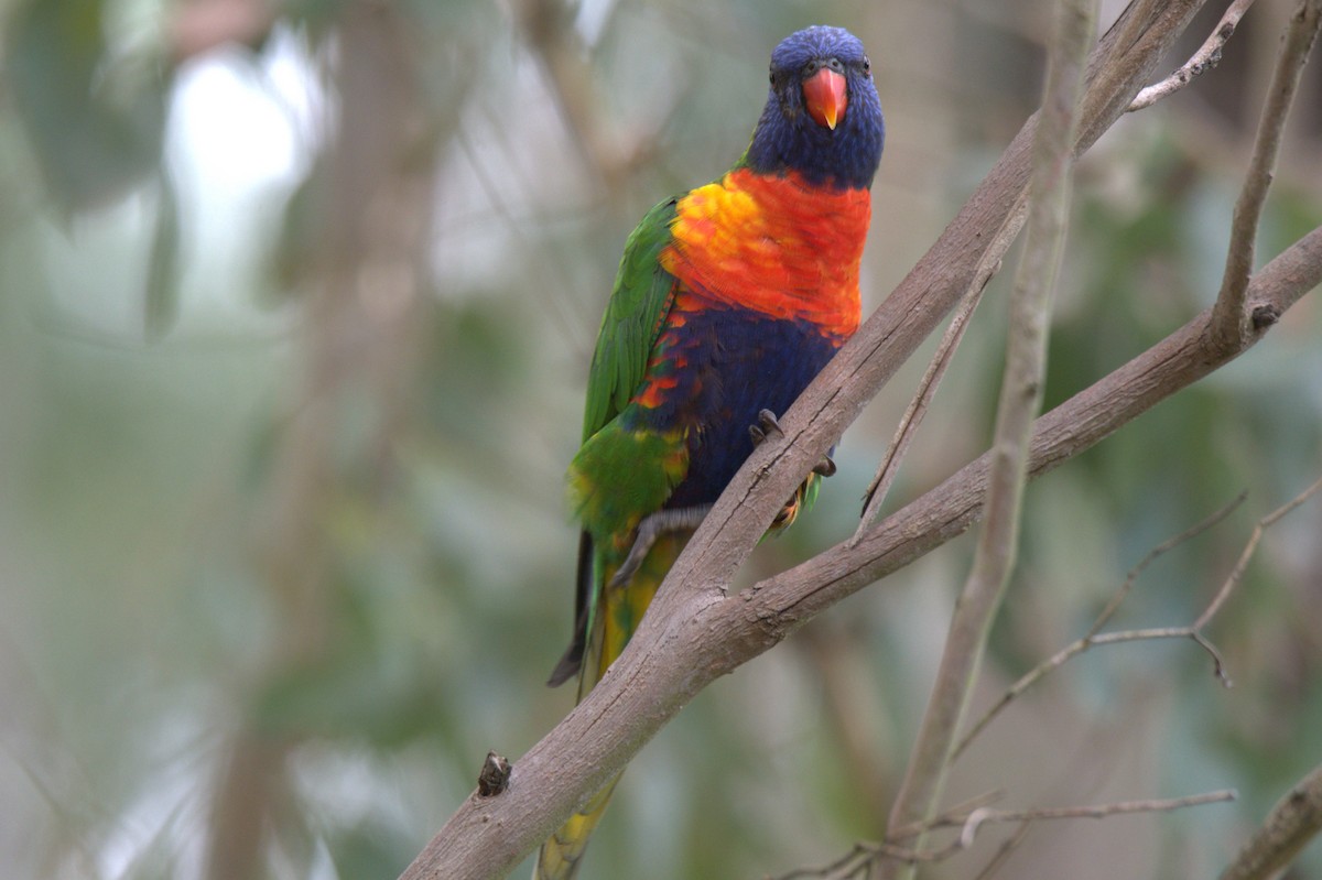 Rainbow Lorikeet - ML534633851