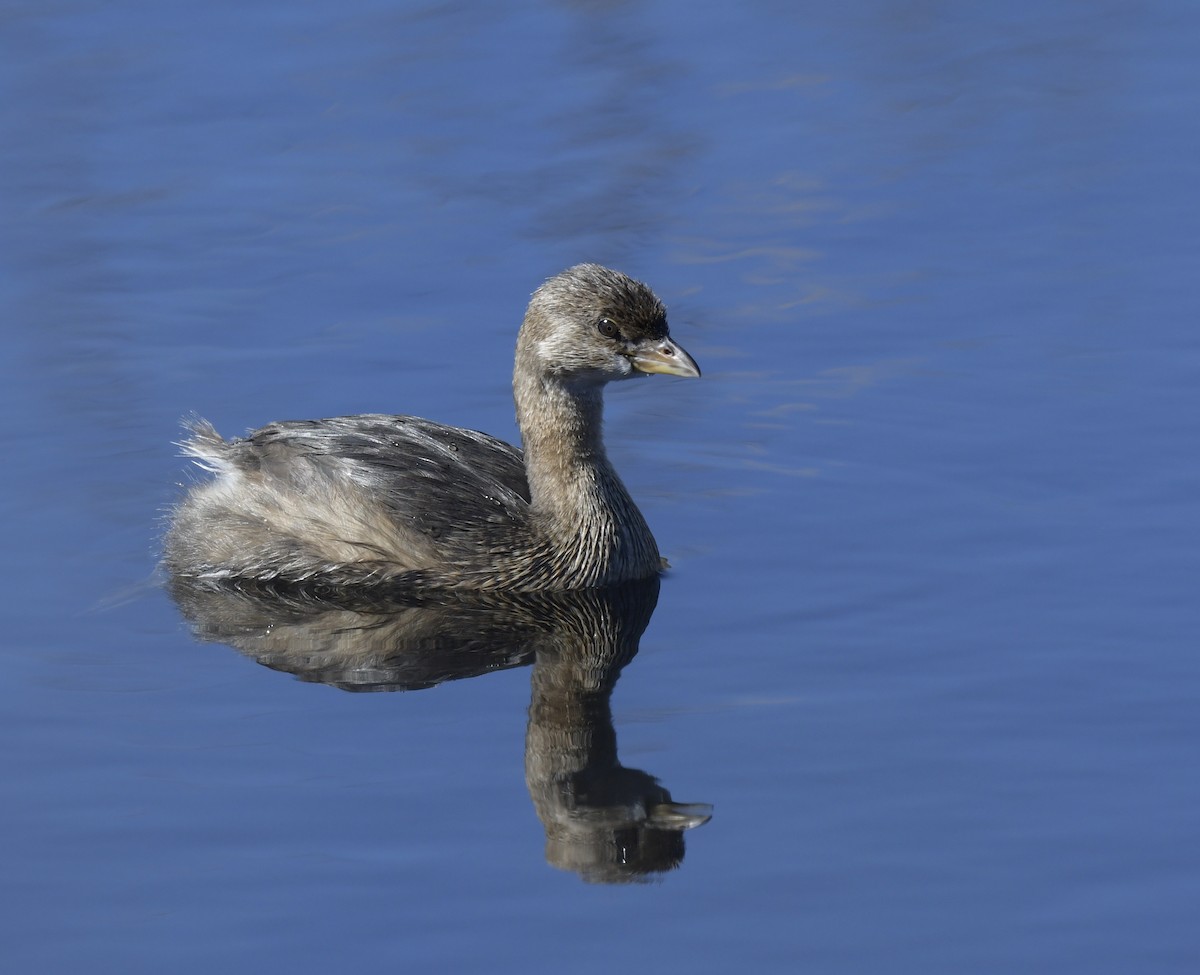 Pied-billed Grebe - ML534633901