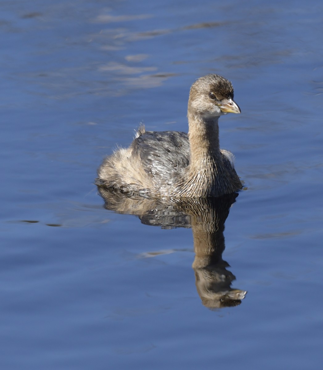 Pied-billed Grebe - ML534633951