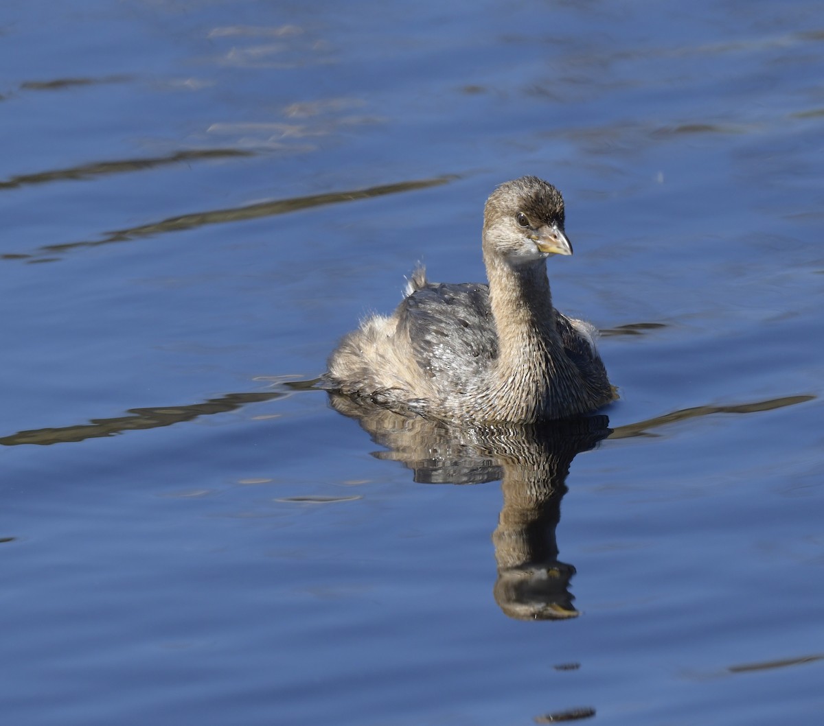 Pied-billed Grebe - ML534633961