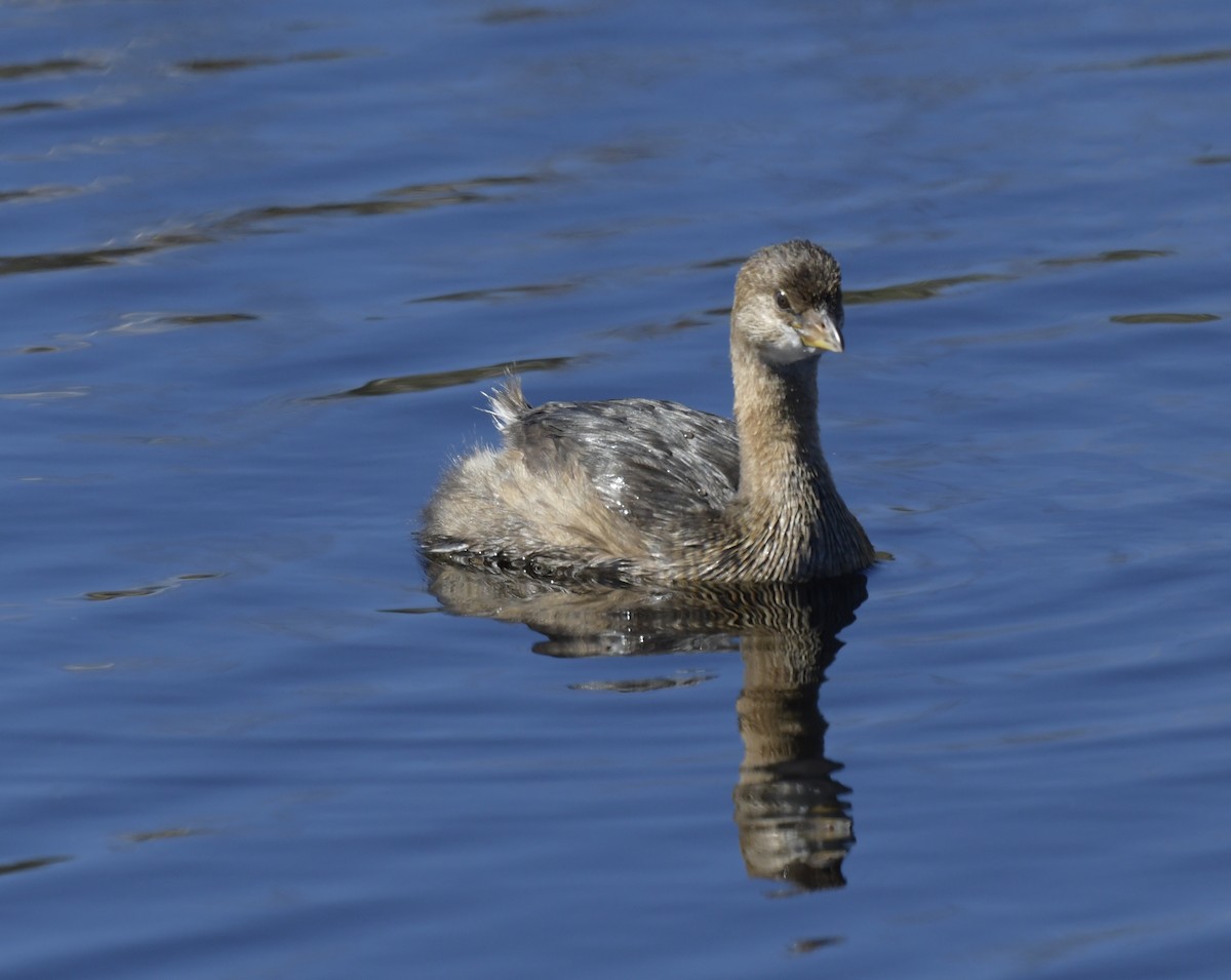 Pied-billed Grebe - Kristen Cart