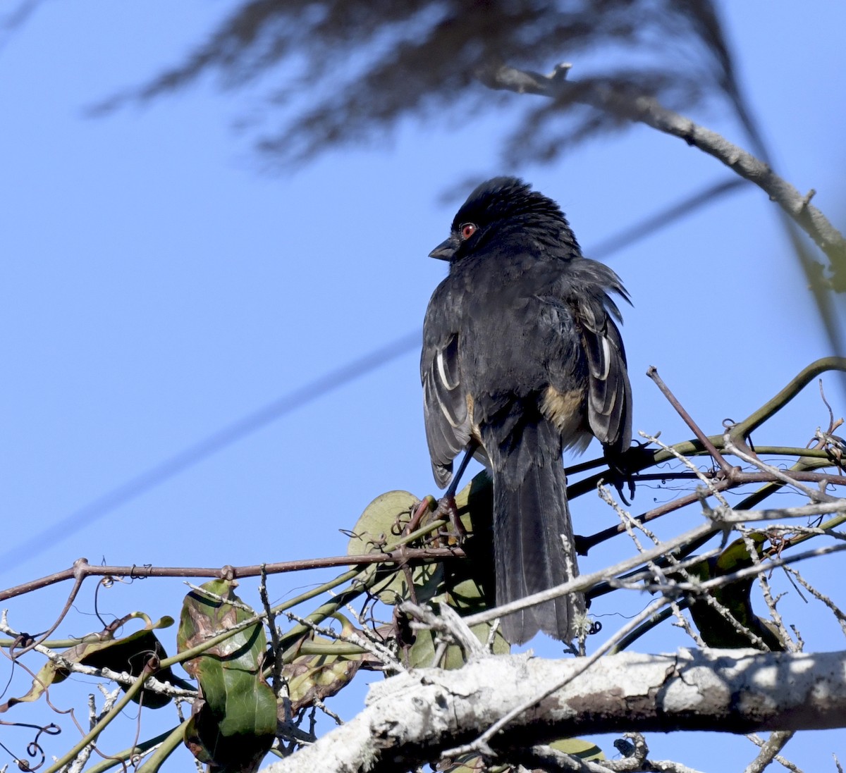 Eastern Towhee - ML534634141