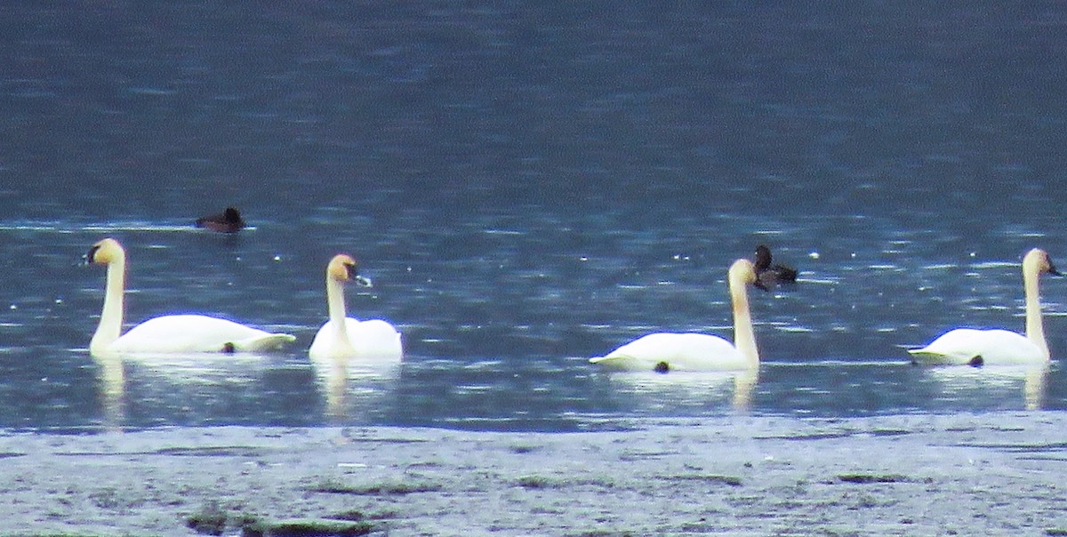 Trumpeter Swan - ML534634361