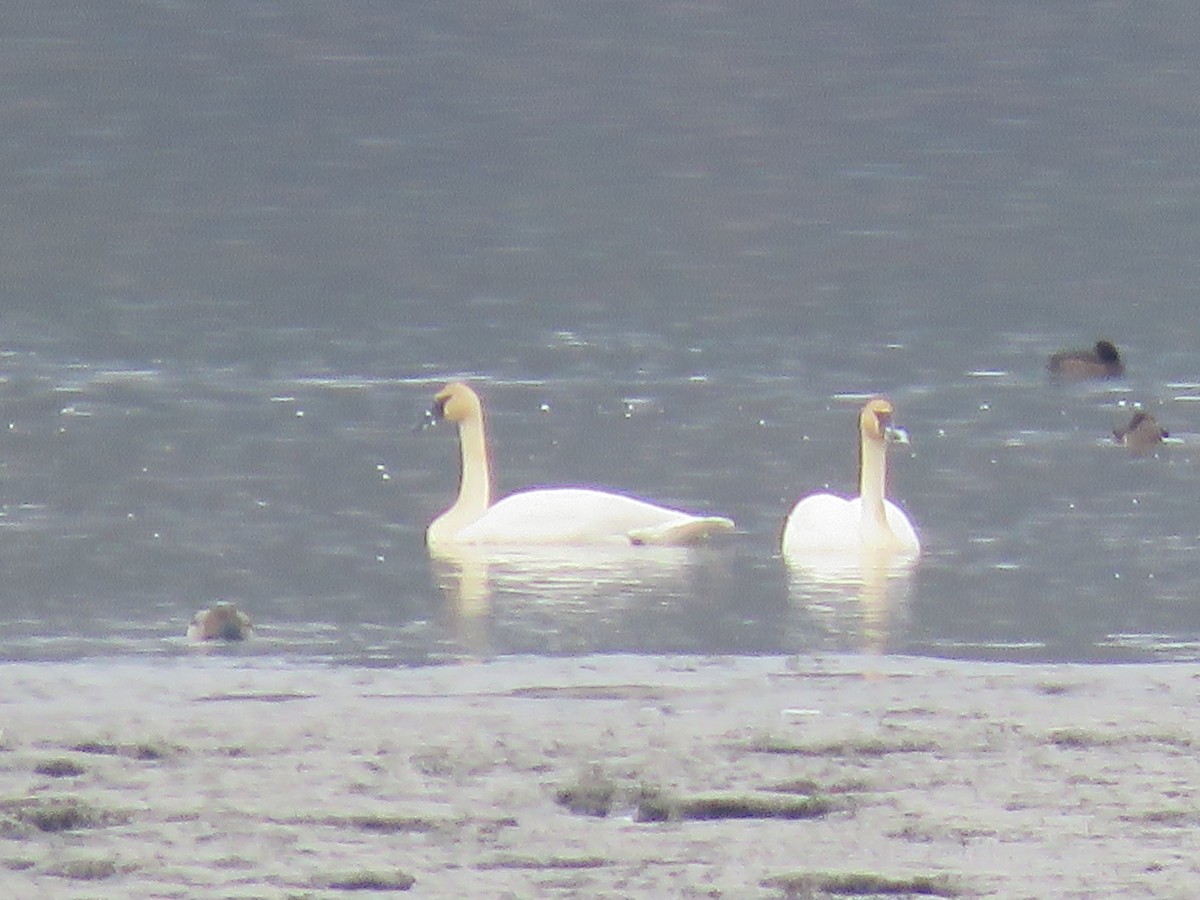 Trumpeter Swan - ML534634381