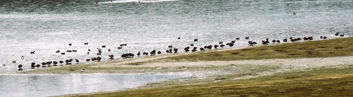 American Coot - ML534634541