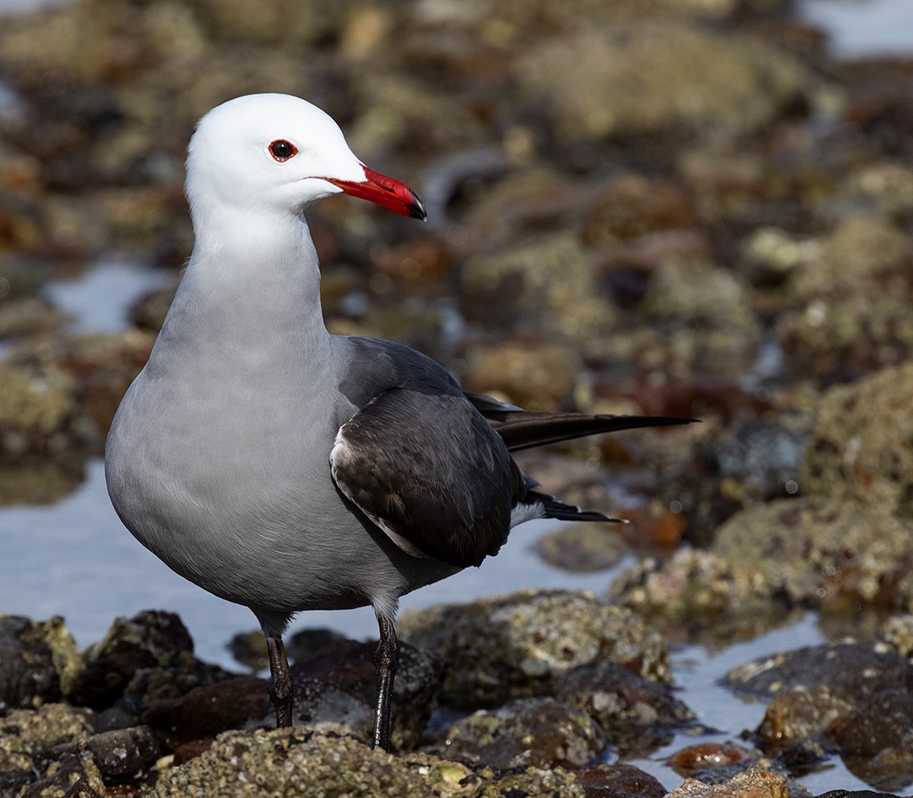 Heermann's Gull - ML534634811