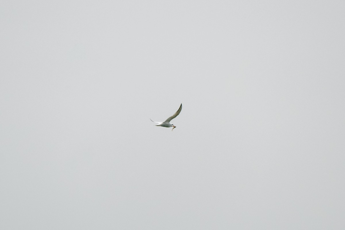 Snowy-crowned Tern - ML534635591