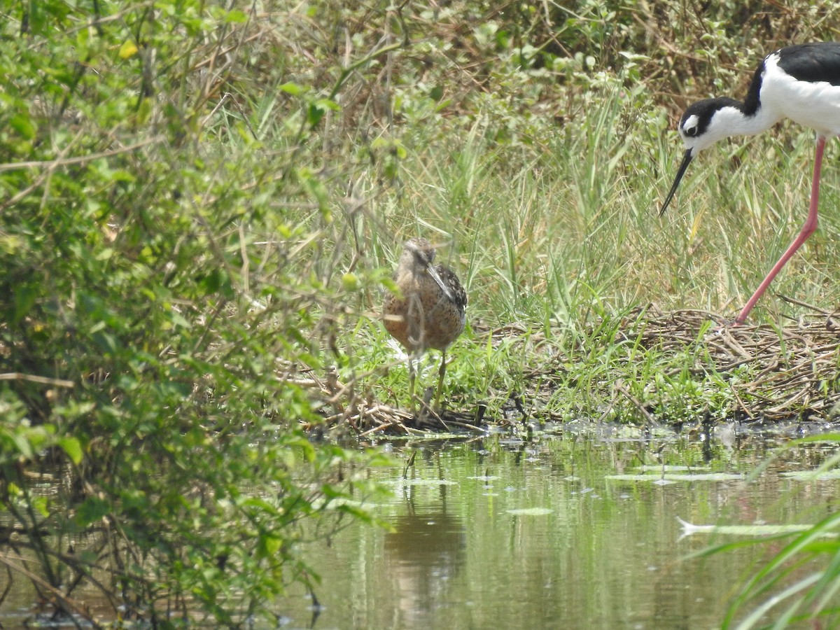 Short-billed Dowitcher - ML534635961