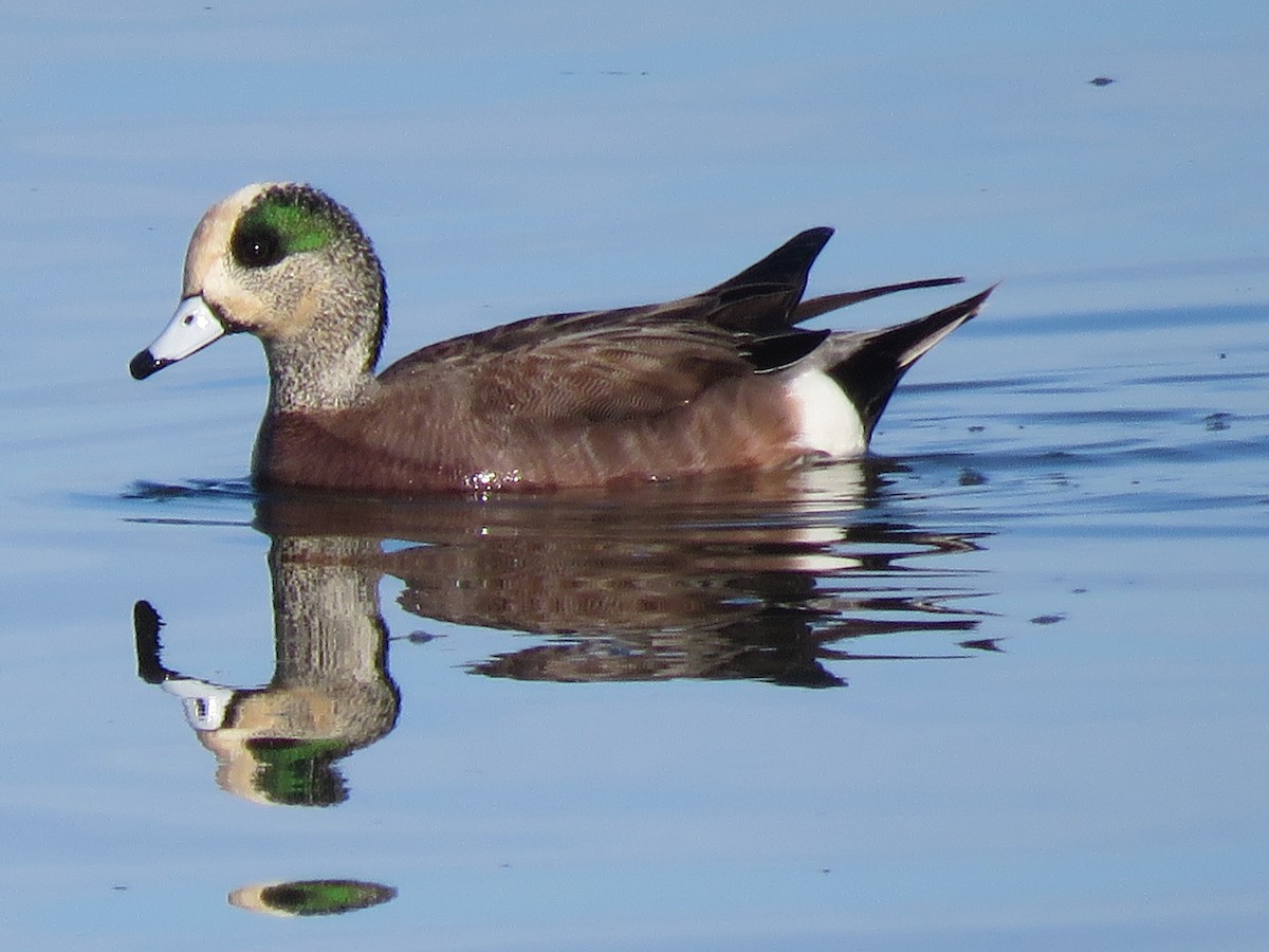 Canard d'Amérique - ML534638051