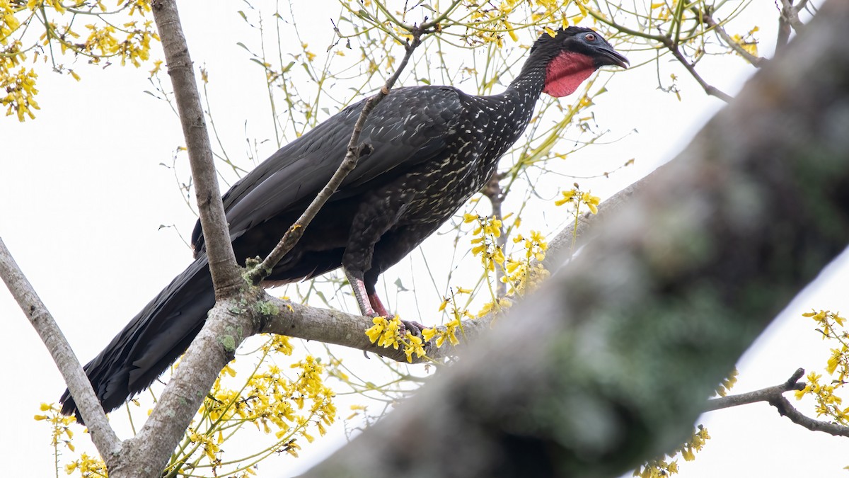 Crested Guan - ML534641291