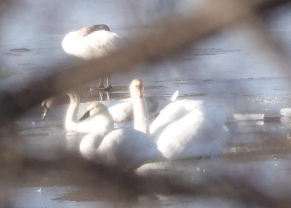 Tundra Swan - ML534642461