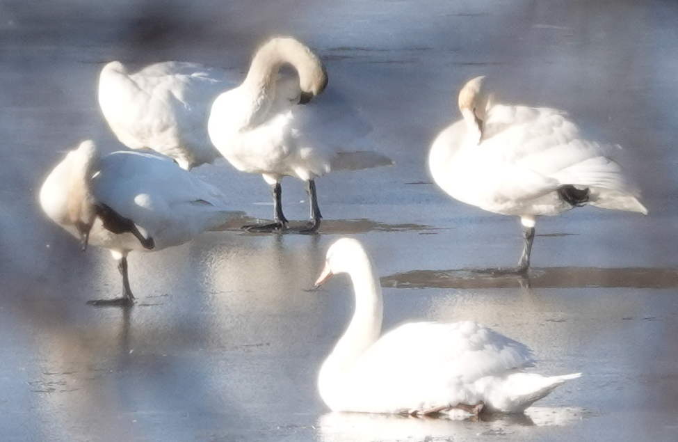 Tundra Swan - ML534642481