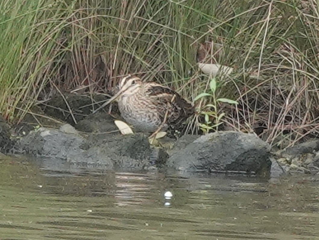 Latham's Snipe - ML534642531