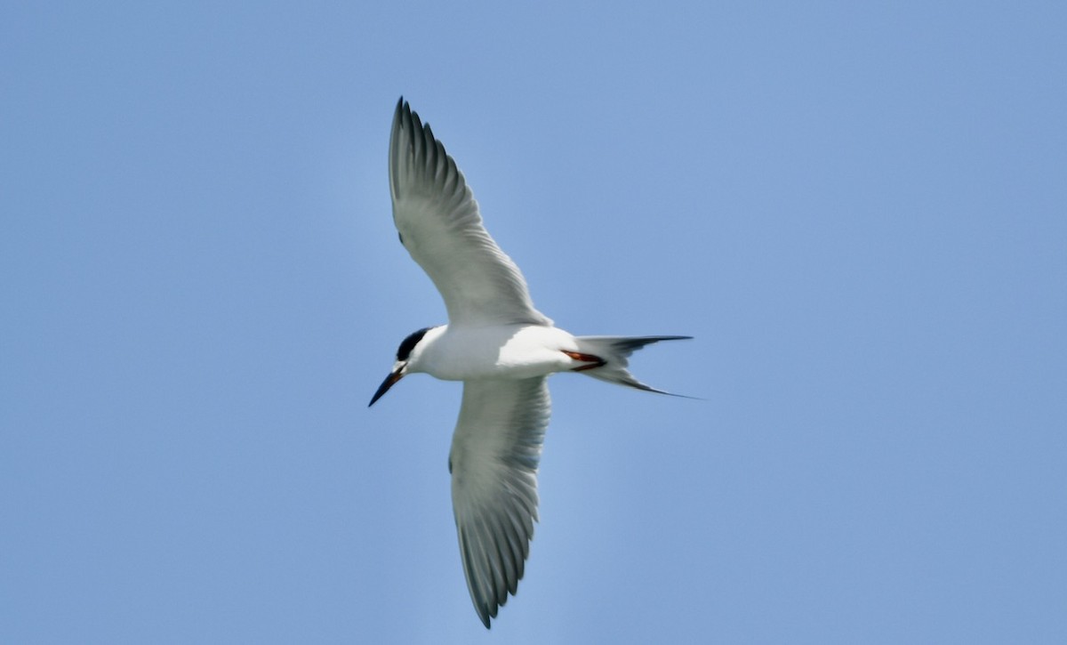 Forster's Tern - ML534643051