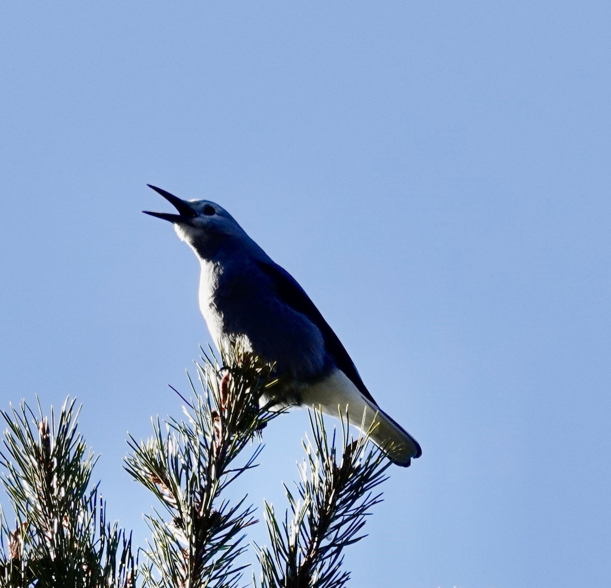 Clark's Nutcracker - ML534643091