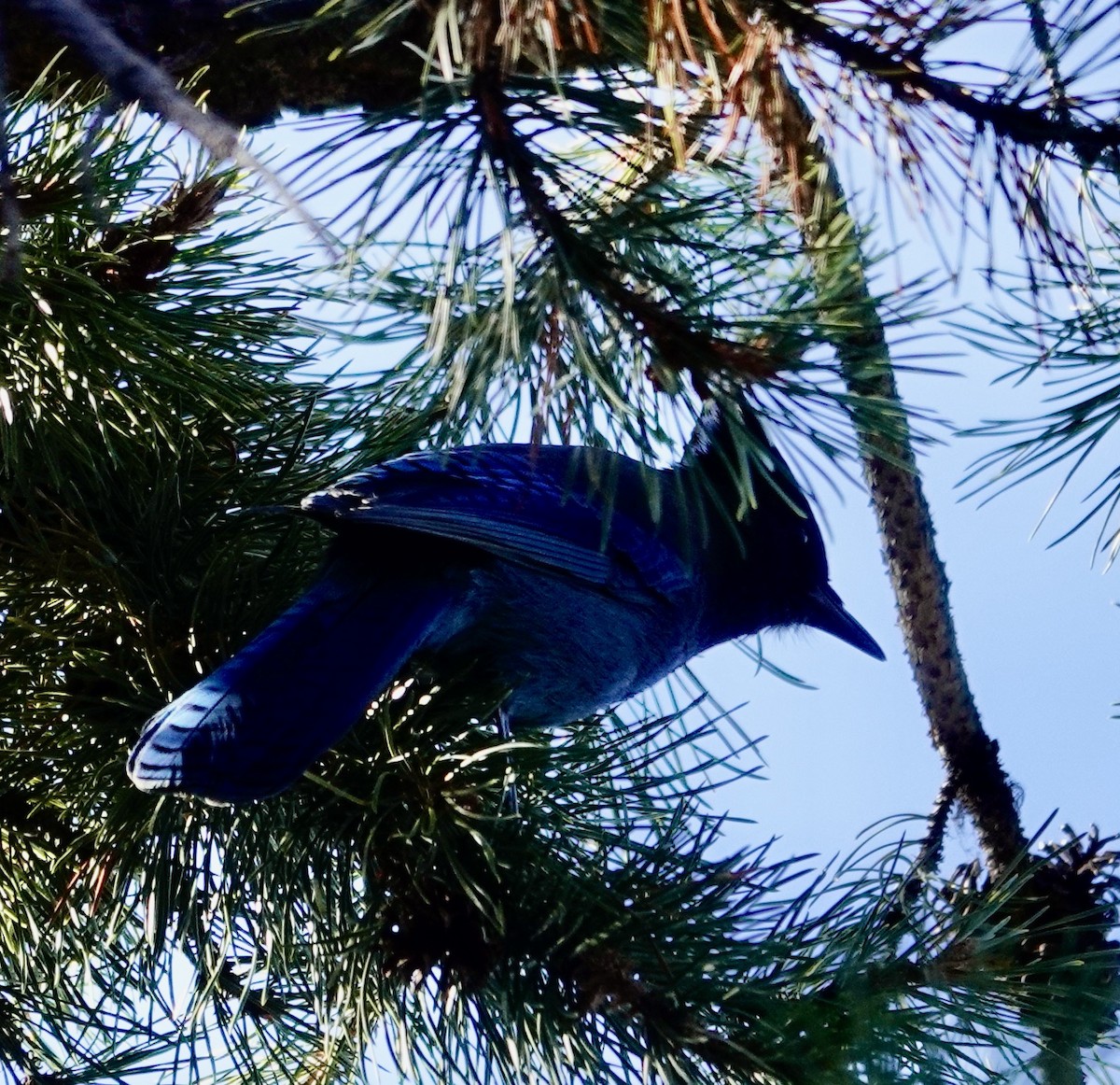 Steller's Jay - ML534643151