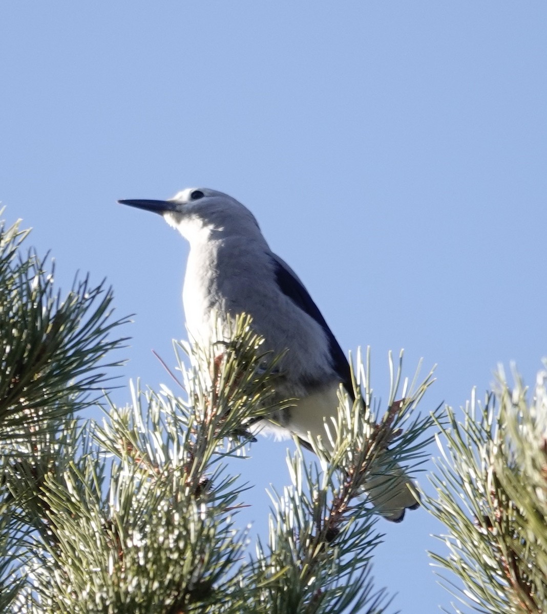 Clark's Nutcracker - ML534643241