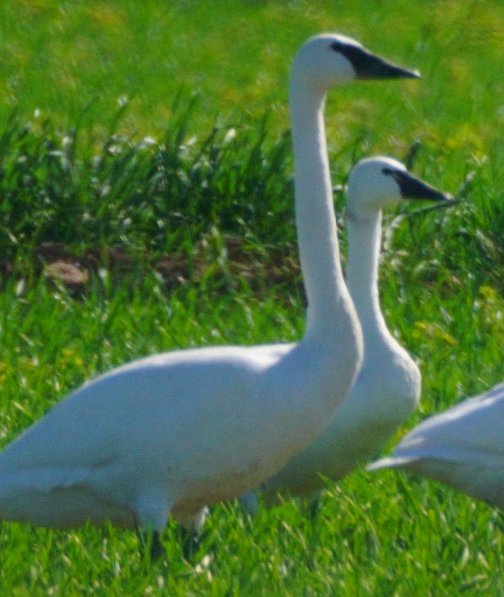 Trumpeter Swan - Rose Marx