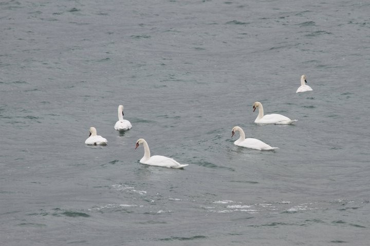 Mute Swan - ML53464481